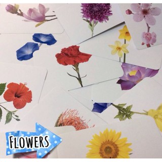 ชุดบัตรภาพ แฟลชการ์ดดอกไม้  Early Learning Flash Cards - Flowers