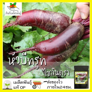 เมล็ดพันธุ์ หัวบีทรูท ไซลินดรา 100 เมล็ด Cylindra Beet Seed เมล็ดพันธุ์แท้100% นำเข้าจากต่างประเทศ ปลูกผัก สวนครัว ถูกดี