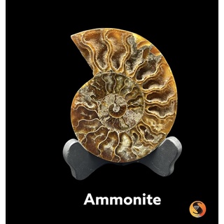 Ammonite specimen for decoration. ตัวอย่างแอมโมไนต์สำหรับตกแต่ง