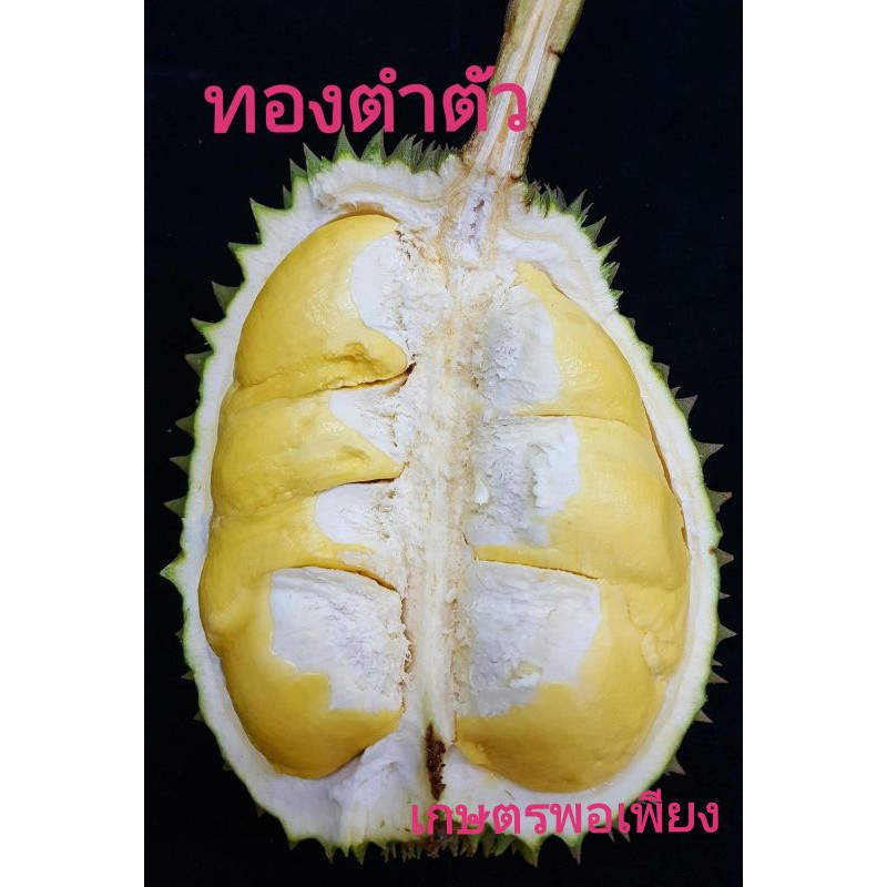 ทองตำตัว​ทุเรียน​สายพันธุ์​แท้​ มาแรงสุดๆ​ของดีเมืองตะกั่วป่า ชนะเลิศ​การประกวดทุเรียน​เมืองพังงาปีล่าสุด คัด​กระโดง​