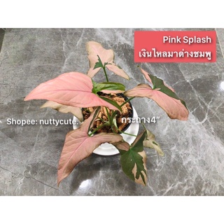 เงินไหลมาด่างชมพู (Pink Splash)