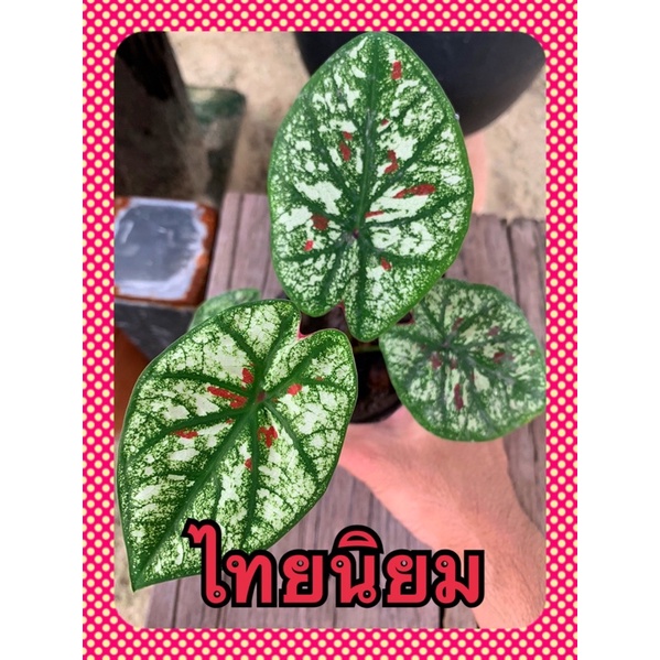 บอนสี ไทยนิยม ราชินีใบไม้ caladium ไม้เก่าใบสวย