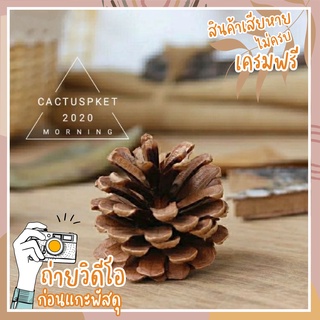 พร้อมส่ง !! Pineconลูกสน ไซส์เล็กสุด 2ลูก9บาท