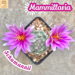 [แมมชูแมนนิอาย] Mammillaria Schumannii ส่งพร้อมกระถาง แคคตัส Cactus Succulent Haworthia ไม้อวบน้ำ พืชอวบน้ำ ไม้หนาม