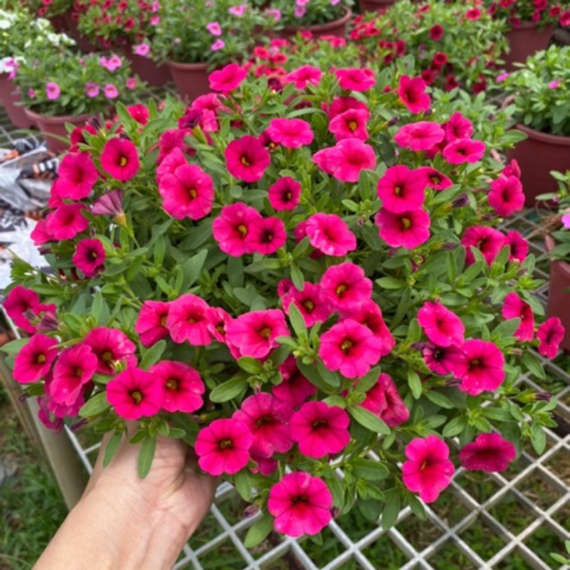 ต้นพิทูเนียเลื้อยดอกสวย กระถาง 8 นิ้ว พร้อมลวดแขวน