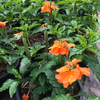 ต้นสังกรณีใบมัน (ดอกส้ม)  🌿 Crossandra  [กระถาง 8 นิ้ว] พรรณไม้ในวรรณคดี