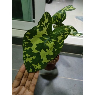 บอนเสือพรานลายด่างalocasia hilo beauty