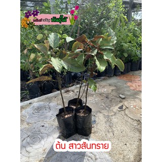 ต้นสาวสันทราย พร้อมส่งจำนวนมาก