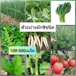 เมล็ดผัก [เมล็ด งอกดี ปลูกง่าย]​🌱เมล็ดพันธุ์ผัก10ชนิด