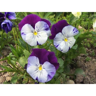 เมล็ดดอกแพนซี่/ไวโอล่า/ดอกหน้าแมว 50 เมล็ด  (สีขาวม่วง)🌸🌸 Pansy(Viola) เมล็ดนำเข้า พันธุ์แท้100%  FL-01201