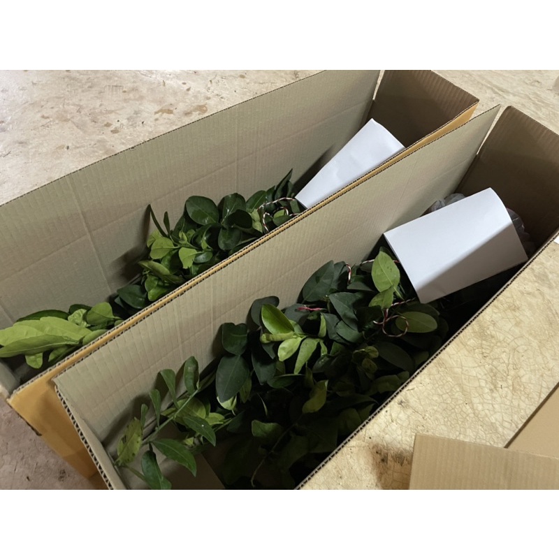 กิ่งมะนาวแป้นพวงบ้านแพ้วแท้ๆ1ชุดมี4กิ่ง