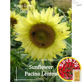 Pacino Lemon seeds-12 SEED * Friendly POT * potted Plant, Lemon Sunflower, shrub, seeds-MANGO gardened seeds KVEY