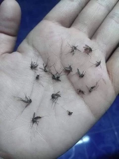 ✅ส่งฟรี✅ ธูปไล่ยุง ตรามังกร ธูปฆ่ายุง ธูปหอมสมุนไพร กันยุง ไม่อันตราย กลิ่นไม่ฉุน ใช้นอกบ้าน ในบ้าน พื้นที่โล่ง ปลอดภัย