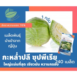 กะหล่ำปลี ซุปพีเรีย (Cabbage)