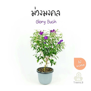 Treeno.9 T399 ม่วงมงคล (Glory Bush) กระถาง 10 นิ้ว สูง 80-90 cm ต้นไม้มงคล พุ่มใหญ่ ดอกสีม่วงสวย ออกดอกตลอดทั้งปี