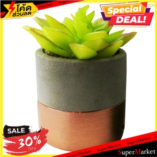 ไม้อวบน้ำในกระถางเซรามิค SPRING 01 ต้นไม้ประดิษฐ์ ARTIFICIAL POTTED PLANT WITH POT SPRING 01 อุปกรณ์ตกแต่งสวน