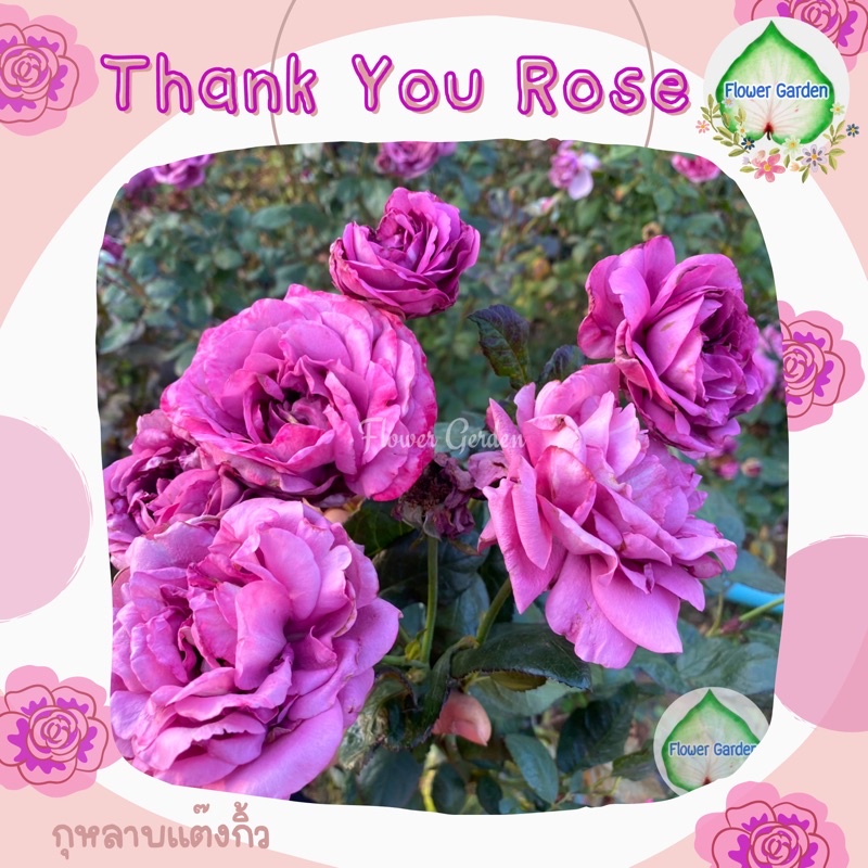 F516 กุหลาบ Thank You Rose (แต๊งกิ้วโรส) แทนคำขอบคุณ ดอกสีม่วง กุหลาบพุ่ม ดอกเป็นช่อ ติดดอก