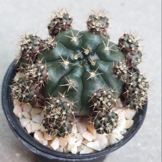 Cake Cactus Farm กระบองเพชร Gymnocalycium damsii ยิมโนแม่ลูกดก