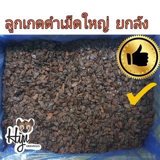 🍇ลูกเกดดำเม็ดใหญ่ ขายส่งยกลัง 10 Kg. ยี่ห้อ Sultana Raisins สินค้านำเข้า🇨🇳 เกรด AAA มี อย. 8440155160011