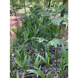 🌴พันธุ์มะพร้าวน้ำหอมใต้จากต้นแม่อายุกว่า30ปี 🌴