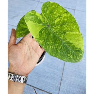 Colocasia lemon lime gecko