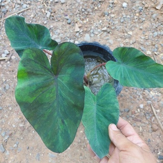 Colocasia Black mable เเท้ 100% ต้นไม้ตาย เคลมฟรี ทุกต้น เฉพาะ ระหว่างขนส่ง เท่านั้น โคโลคาเซีย  เเบล็คเมร์เบิ้ล