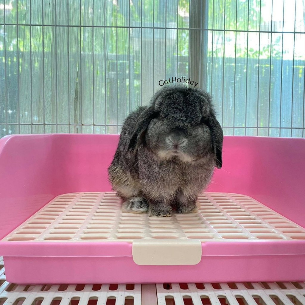 CatHoliday ห้องน้ำกระต่าย XL ห้องน้ำสัตว์เลี้ยง