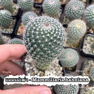 แมมแม่เฒ่า - Mammillaria hahniana  แคคตัส กระบองเพชร | utopia