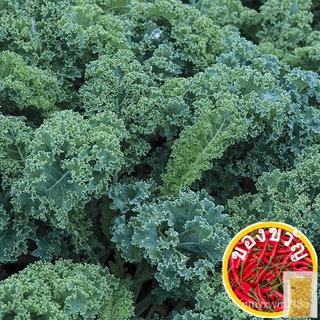 Kale Vates Blue Scotch Curled 1gm approx 280sds ผักคะน้าแบบสก็อต Vegetable Seeds Wellgrow Seeds帽子/木瓜/生菜/玫瑰/头饰/芹菜/种子/手链/苹