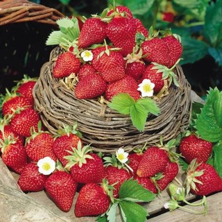 เมล็ดพันธุ์ Strawberry สายพันธุ์ Fort Laramie 50 เมล็ด เมล็ดพันธุ์นำเข้าจาก ยุโรป