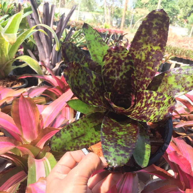 สับปะรดสี neo cheer #bromeliad# ต้นไม้สวยงาม# ไม้ประดับ# ตกแต่งสวน# ปลูกตกแต่งบ้าน# ไม้มงคล# ขายราคาถูก # ต้นไม้คุณภาพ
