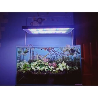 anubias Nana pinto, nana white ใบน้ำ 💯% ตัดยอดจากต้นแม่มาขาย