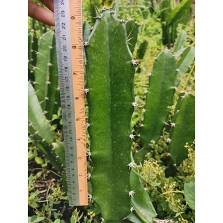 คัดตอคุณภาพดี ตอสามเหลี่ยม​ 9 นิ้ว ตัดสด Cactus แคคตัส กระบองเพชร ราคาถูก​ สามเหลี่ยม​ 3เหลี่ยม ตอ ตลาดตอ ตอกราฟ