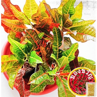 2ชิ้นค่ะซานฟรานซิสโก /Oakleaf Croton รูท (2สำหรับ199)รองเท้า/กุหลาบ/通心菜/ รองเท้า/ไฟแช็ก/ดอกไม้/ไฟแช็ก/โปโล/เสื้อยืด/ PPB