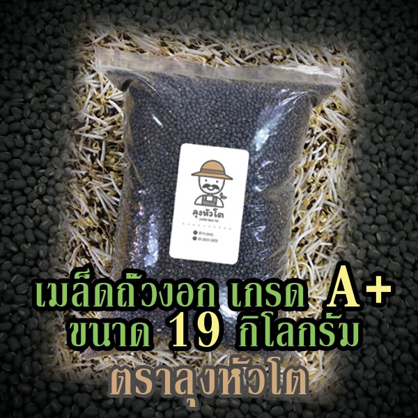 เมล็ดถั่วงอก ถั่วเขียวผิวดำ ถั่วแขก (ตราลุงหัวโต) สำหรับปลูกถั่วงอกโดยเฉพาะ (Black matpe beans) ขนาด