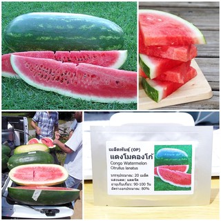 เมล็ดพันธุ์ แตงโมคองโก้ (Congo Watermelon Seed) บรรจุ 20 เมล็ด คุณภาพดี ราคาถูก ของแท้ 100%