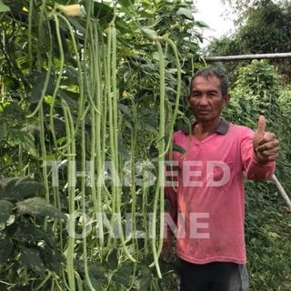 ถั่วฝักยาว เมล็ดขาว เพชรหยกพลัส Yard Long Bean พญานาค ถั่วไร้ใบ