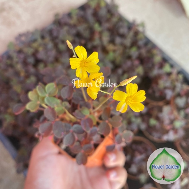 F68 Oxalis ‘Burgundy’ อ็อกซาลิส ‘เบอร์กันดี’ ผีเสื้อราตรีจิ๋ว ดอกสีเหลืองน่ารัก 3/5 นิ้ว #Oxalis #อ็