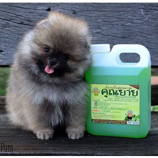 น้ำยาถูพื้นมะกรูด ดับกลิ่นฉี่สัตว์เลี้ยง 1ลิตร