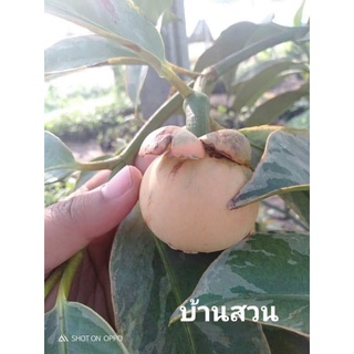 ต้นมังคุดด่าง/ไม้ผลหายาก