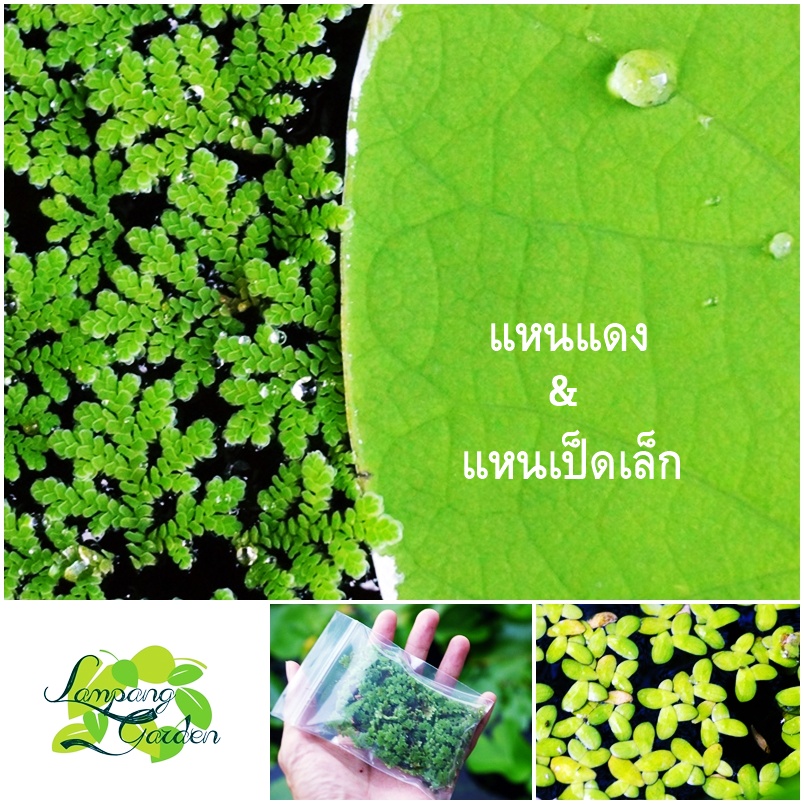 แหนแดง ไมโครฟิลล่า แหนเป็ดเล็ก จอกหูช้าง ไม้น้ำ ประดับตู้ปลา ไม้ทำปุ๋ย เพิ่มไนโตรเจน