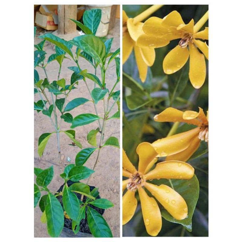 ต้นพุดน้ำบุศย์ ดอกสีเหลืองกลิ่นหอมสดชื่นหอมแรงหอมไกล  ติดดอกดก ดอกตลอดทั้งปีดอก สูง60-70ซ.ม แบบกิ่งตอน