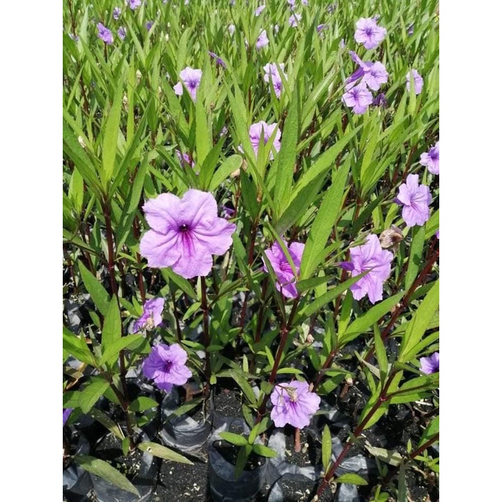 ต้นต้อยติ่งฝรั่ง สีม่วง ดอกเทพประทานพร ฟ้าประทานพร พร้อมปลูกในถุงดำ 29 บาท