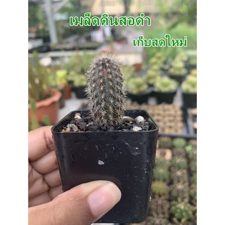 เมล็ด ดินสอดำ แคคตัส Setiechinopsis mirabilis เก็บสดใหม่ 110เมล็ด