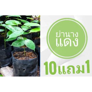 ต้นย่านางแดง​ ต้นไม้ พืชสมุนไพรหายาก ผักพื้นบ้าน