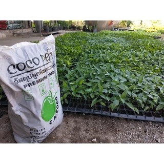 Coco Peat Plus 80 ลิตร (เนื้อละเอียด เกรดพรีเมียม) โคโค่พีท โคโค่พีทปลูกกัญ โคโค่พีทพลัส ดินขุยมะพร้าวละเอียด ขุยมะพร้าว