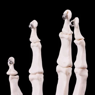 *❤❤Hand Joint Anatomical Skeleton Model Medical Anatomy Study Tool Life Size