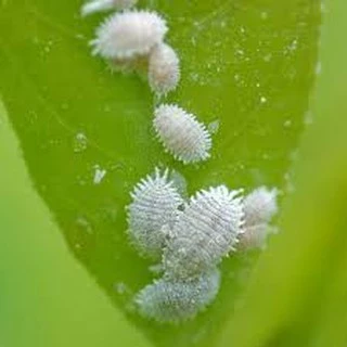 ไทอะมีทอกแซม Thiamethoxam (1 กิโลกรัม) สารกำจัดแมลง กำจัดแมลงหวี่ขาว เพลี้ยแป้ง เพลี้ยอ่อน เพลี้ยไฟ