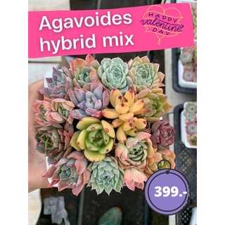 ไม้อวบน้ำ อากาวอย Agavoides hybrid mix กระถาง 4 นิ้ว ส่งทั้งกระถาง