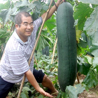 เมล็ดพันธุ์ฟักเขียว  เมล็ด Winter Melon Seeds Vegetable Seeds เมล็ดพันธุ์ผัก ผักอ（นี่มันเมล็ดพืช ไม่ใช่พืช!）